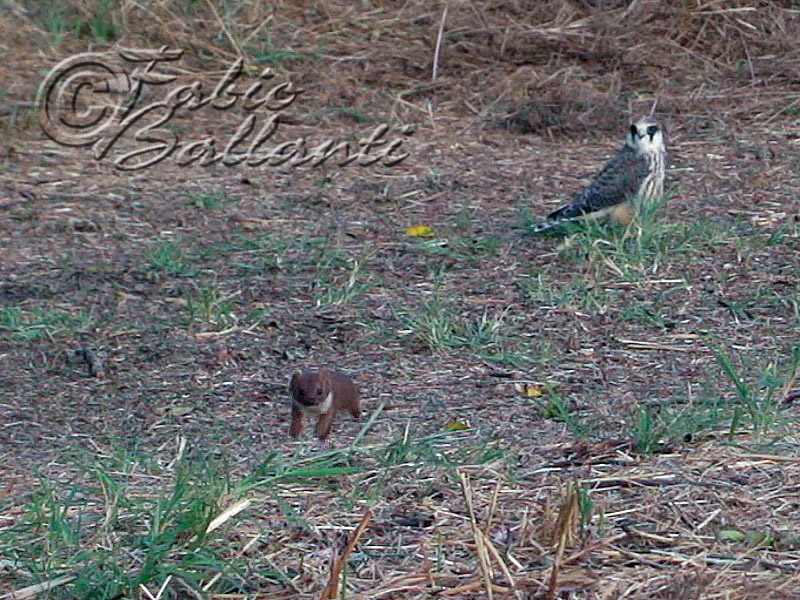 Donnola ( Mustela nivalis vulgaris )